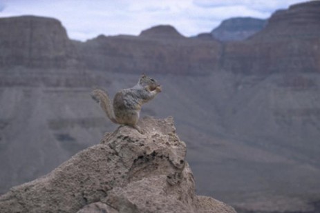 Chipmunk im Grand Canyon
