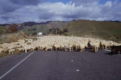 Schafherde auf Straße in Neuseeland
